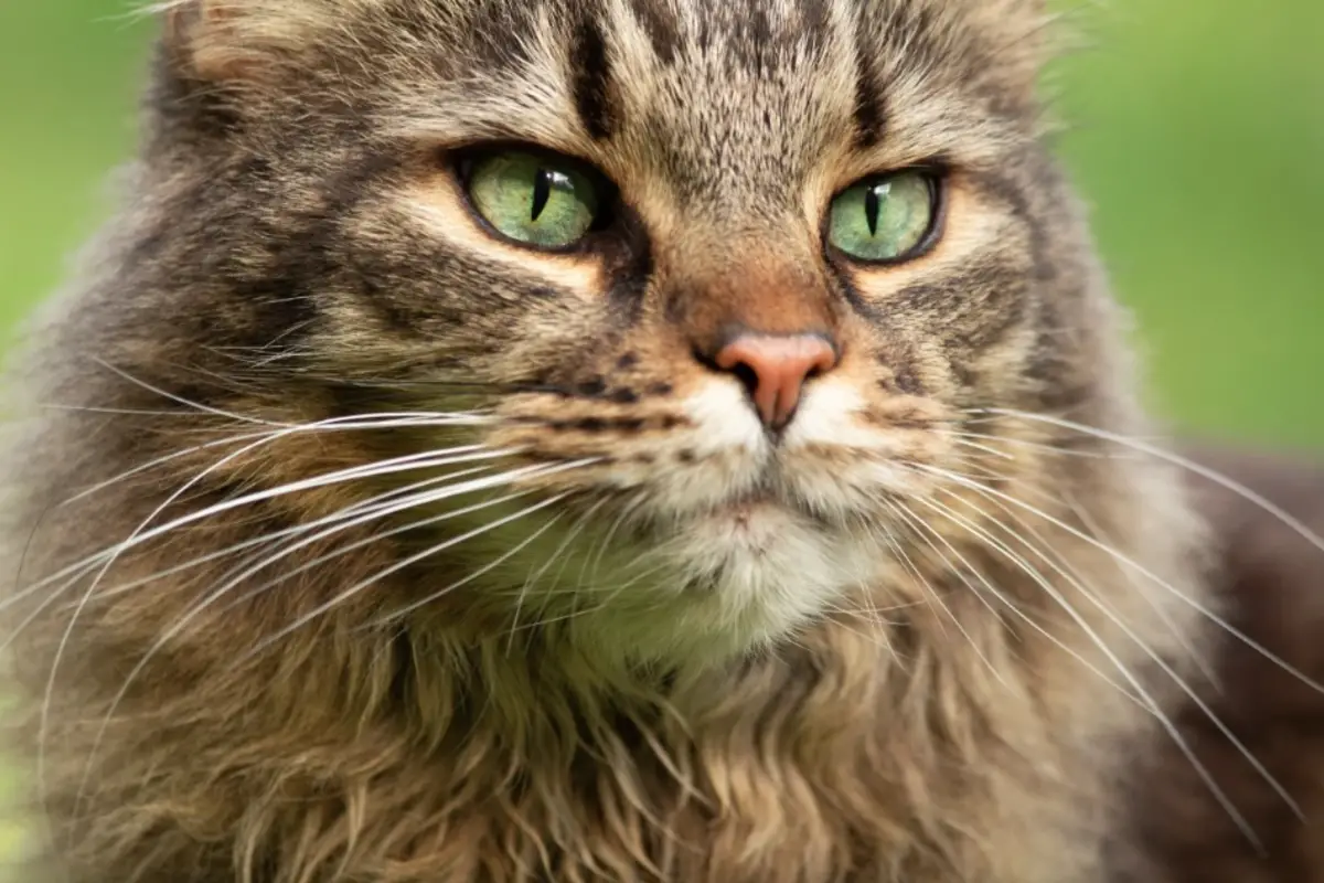Read more about the article Do Maine Coon Cats Shed? Understanding Shedding in Maine Coons