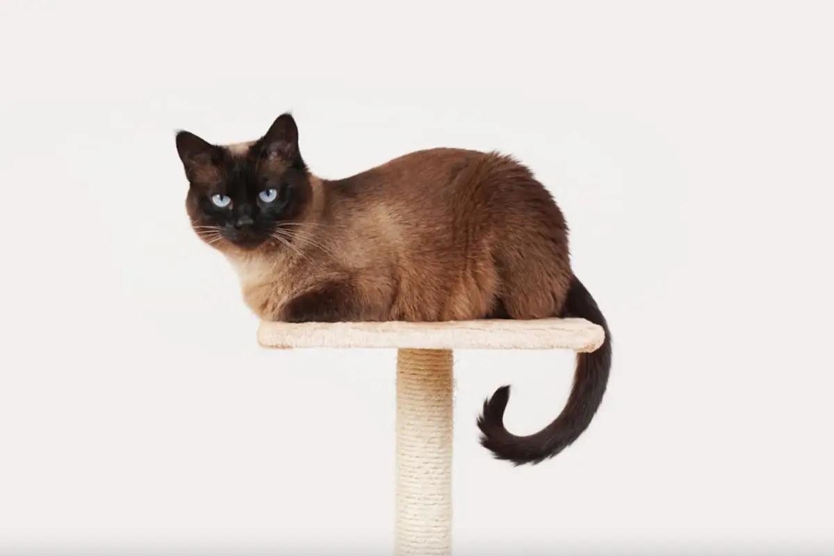 Read more about the article Siamese Cat Tail Kink: Understanding the Condition and its Effects