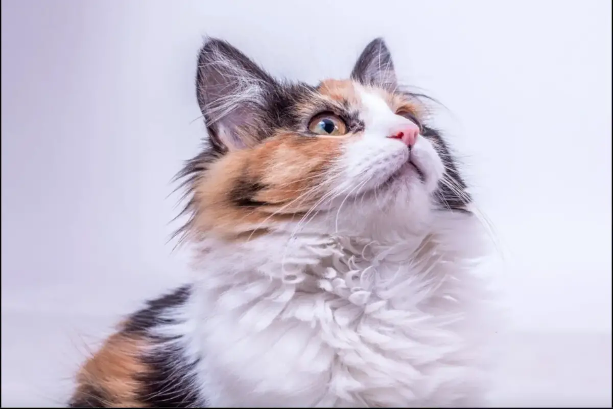 Read more about the article Discover the Adorable Calico Maine Coon: A Comprehensive Guide