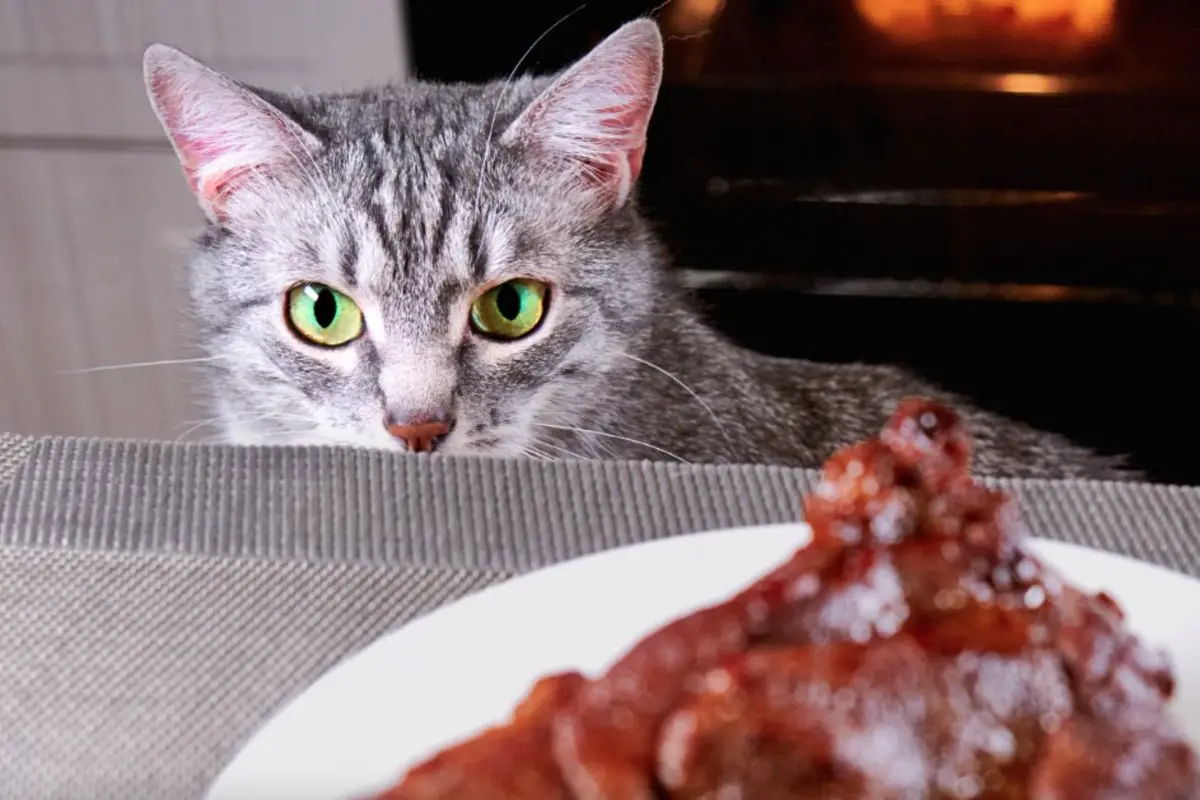 Read more about the article Can Cats Have Rotisserie Chicken? The Truth Behind This Popular Treat