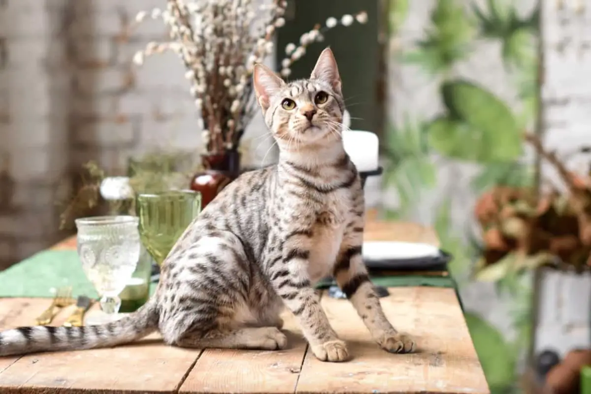 You are currently viewing Uncovering the Truth: Are Savannah Cats Hypoallergenic