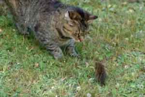 Read more about the article Are Moles Poisonous To Cats – Discover The Truth