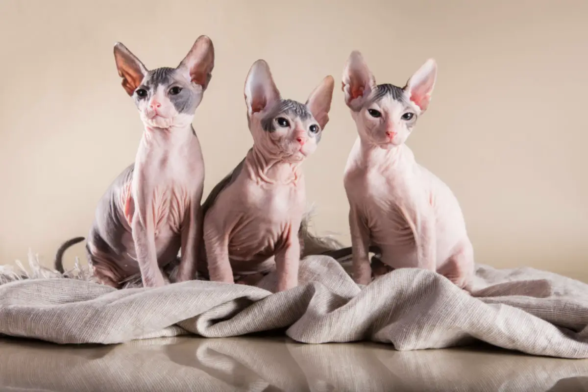 Read more about the article Do Hairless Cats Get leas & How to Prevent Them