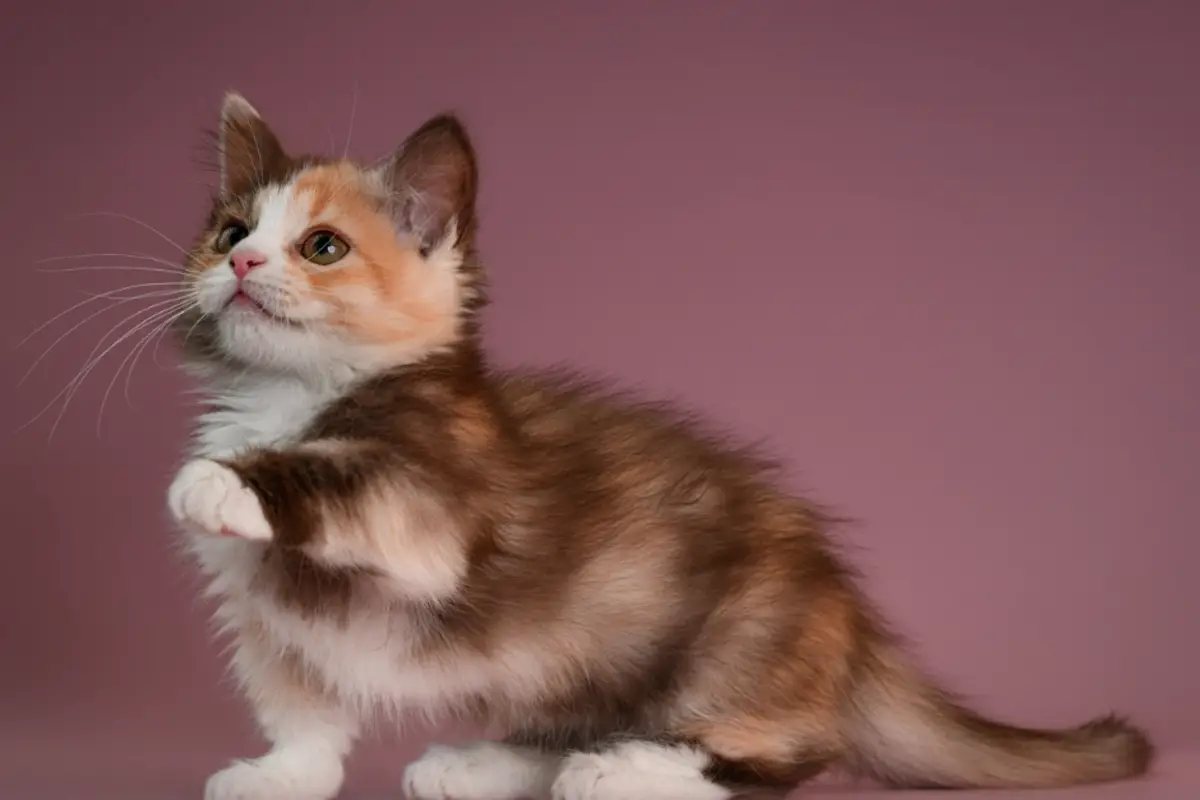 You are currently viewing Do Calico Cats Shed A Lot – What You Need to Know