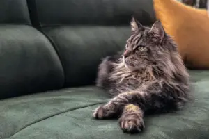Read more about the article Discover Everything About The Polydactyl Maine Coon