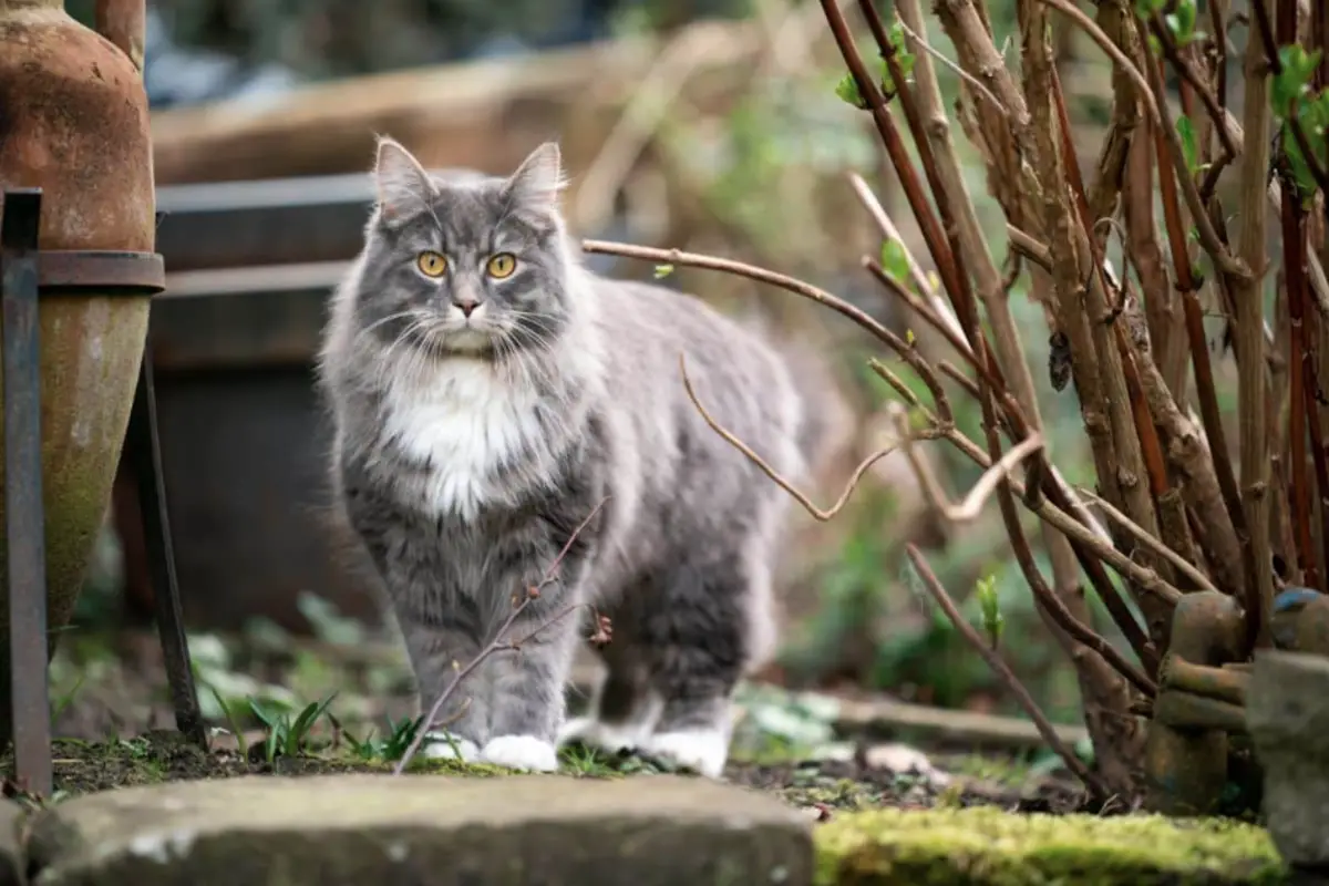 Read more about the article Majestic Mist: The Grey Maine Coon Cat