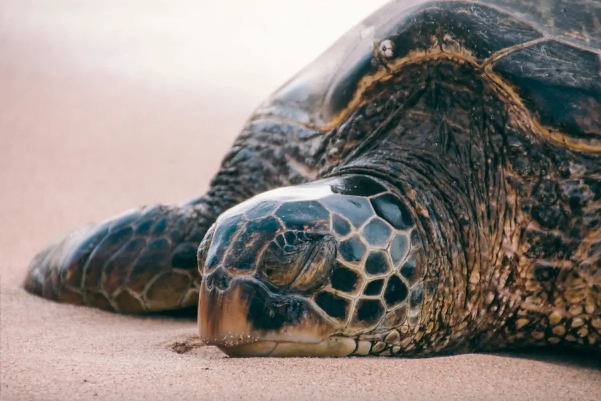 You are currently viewing Do Turtles Snore? What You Need to Know