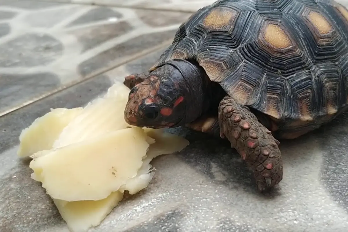 You are currently viewing Can Turtles Have Cheese? Separating Fact from Fiction