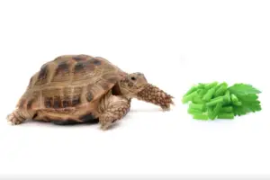 Read more about the article Can Tortoises Eat Celery? How Much is Too Much?