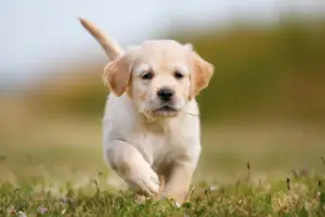 Read more about the article The History and Origin of Golden Retriever Puppies Indiana