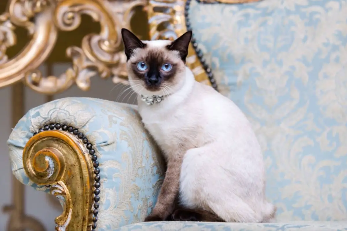 Read more about the article Managing Excessive Siamese Cat Shedding