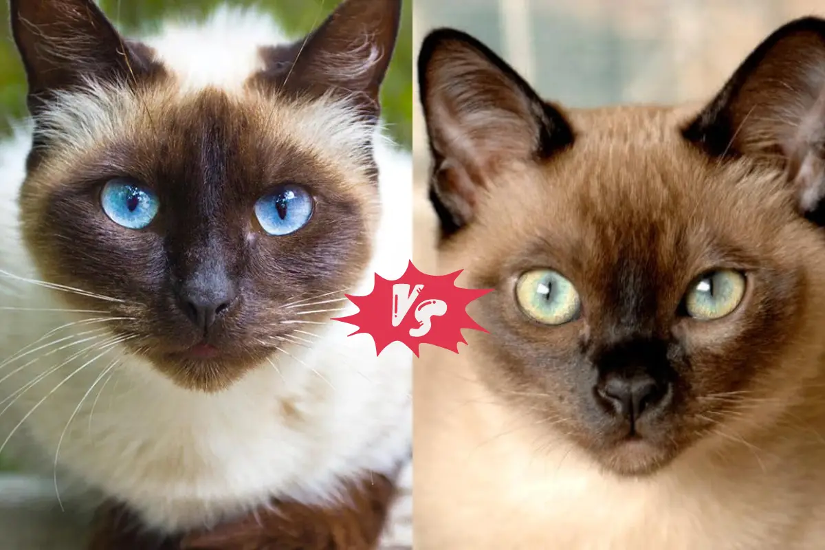 Read more about the article Tonkinese Cat vs Siamese: Understanding the Differences