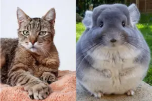 Read more about the article Do Cats And Chinchillas Get Along – The Truth