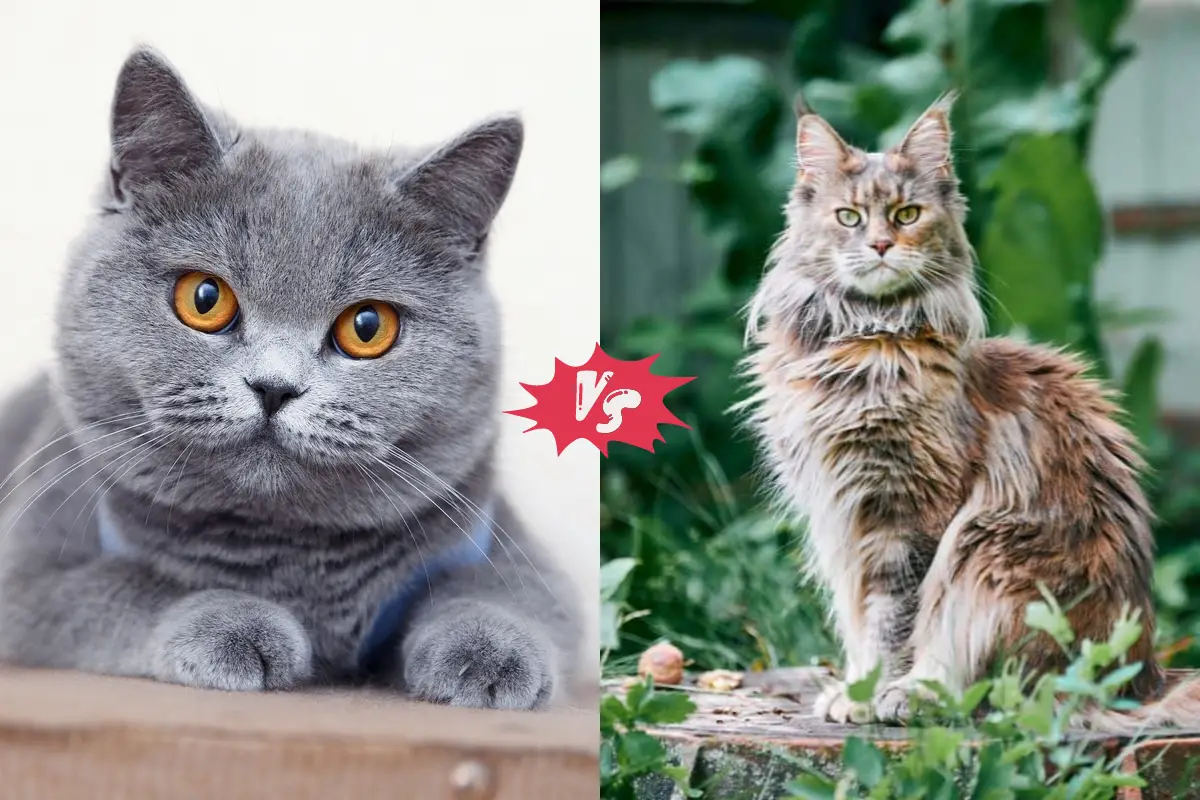 You are currently viewing British Shorthair Vs Maine Coon – Comprehensive Comparison
