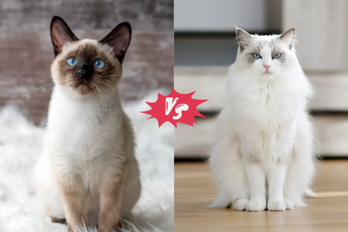Read more about the article Discovering the Differences: Siamese Cat vs Ragdolls