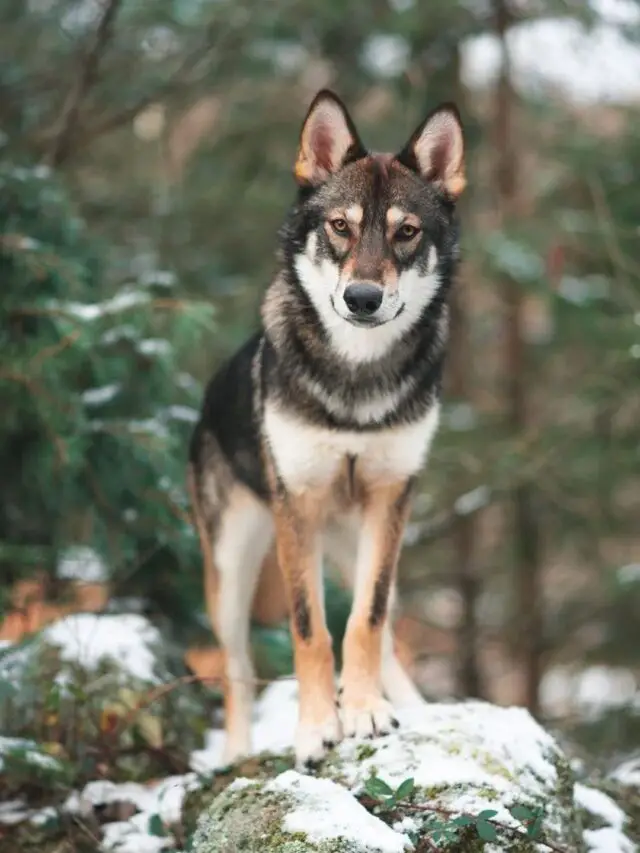 Read more about the article 8 Wolf Like Dogs You Need To Know About