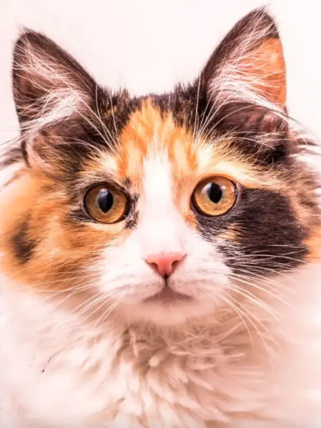 Read more about the article Do Calico Cats Shed A Lot – What You Need to Know