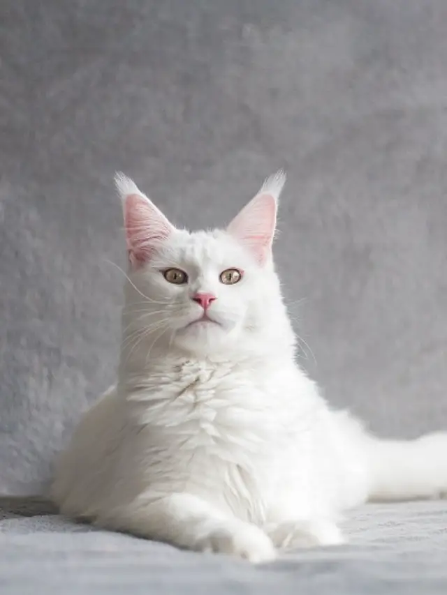Read more about the article White Maine Coon Cats: Beauty and Personality Combined