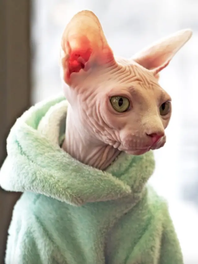 Read more about the article Do Hairless Cats Get Fleas?