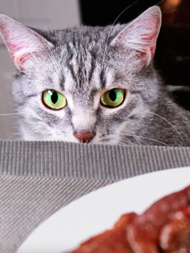 Read more about the article Can Cats Eat Corned Beef?