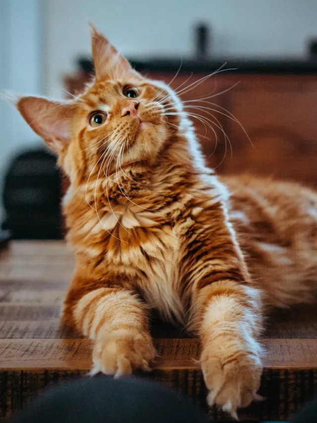 Read more about the article Discover the Loveable Tabby Maine Coon: Your Complete Guide