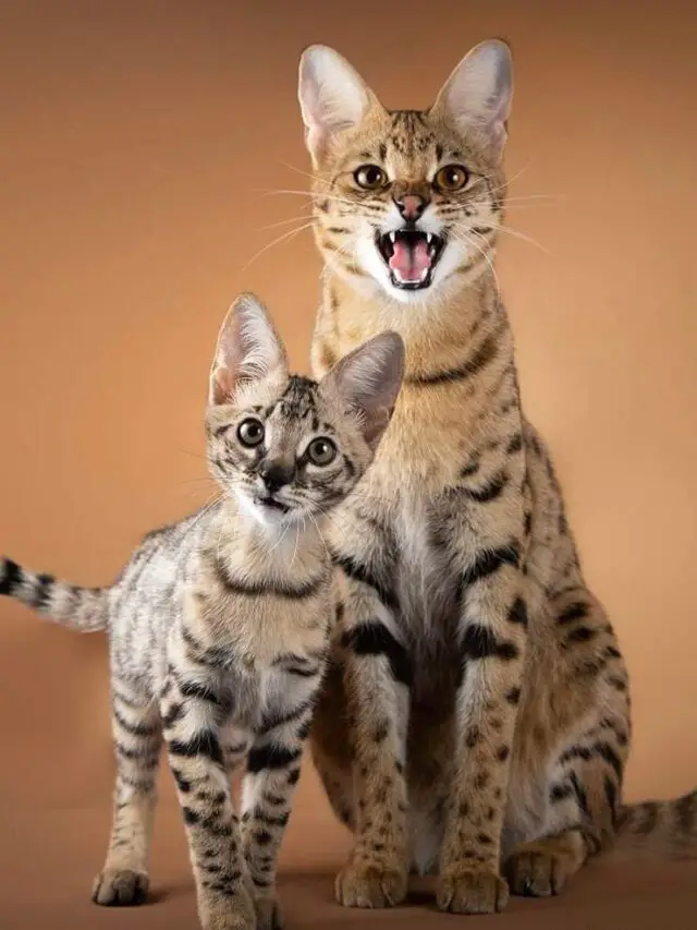 Read more about the article Are Savannah Cats Hypoallergenic