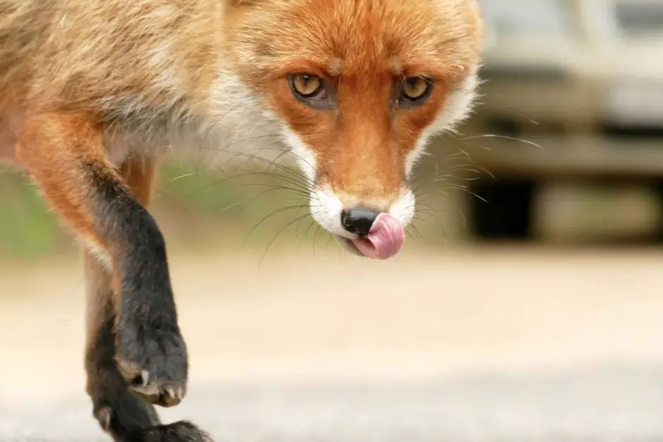 Do Foxes Eat Snakes