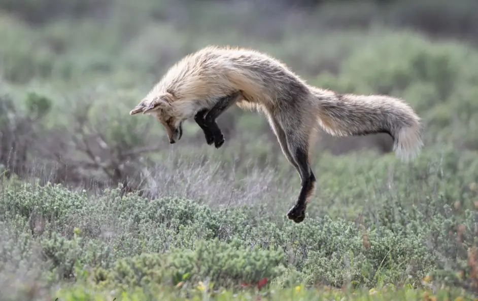 How High Can A Fox Jump