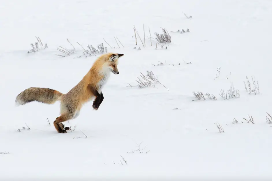 How High Can A Fox Jump
