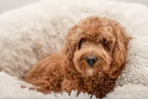 Read more about the article 10 Best Dog Bed For A Cavapoo Restful Nights