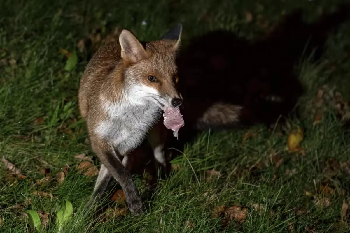 You are currently viewing Do Foxes Eat Snakes? The Predator-Prey Relationship