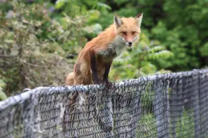 Read more about the article Can Foxes Climb Fences? Breaking the Barriers