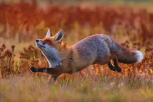 Read more about the article How High Can A Fox Jump? Foxes Soaring Through the Air