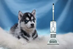 Read more about the article 10 Best Vacuum for Husky Hair Tackling: A Comprehensive Review