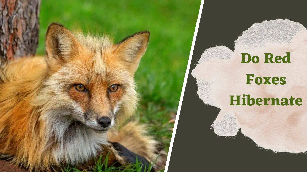 You are currently viewing Do Red Foxes Hibernate – Understanding Their Survival Tactics