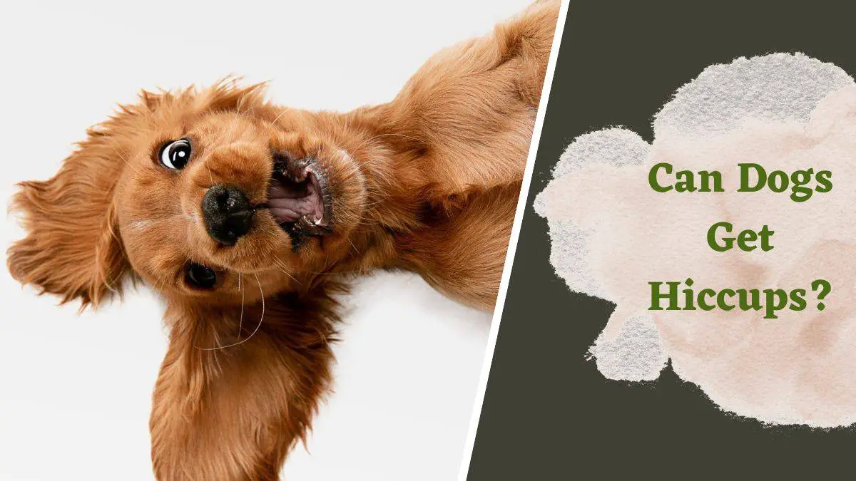 You are currently viewing Can Dogs Get Hiccups? Causes, Symptoms, and Treatment