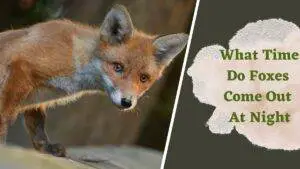 Read more about the article What Time Do Foxes Come Out At Night? A Comprehensive Guide