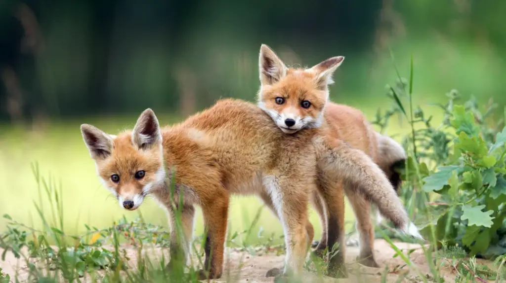 Do Red Foxes Hibernate