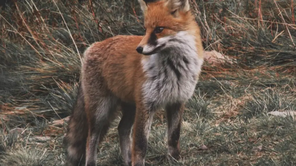 Do Red Foxes Hibernate