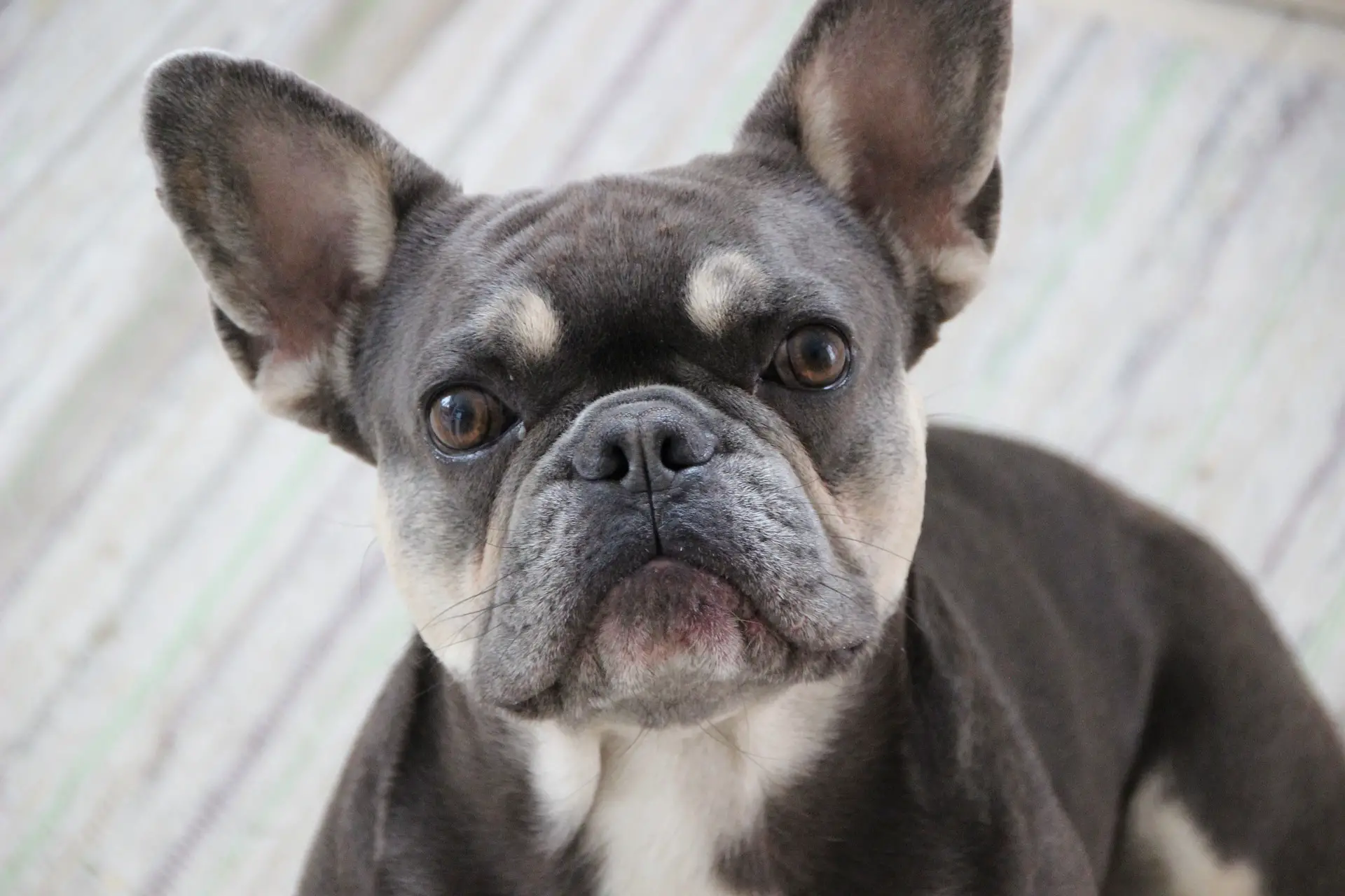 Read more about the article Stunning and Rare: The Blue Merle French Bulldog