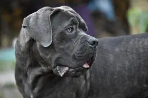Read more about the article Socializing Your Cane Corso German Shepherd Mix, Step-by-Step