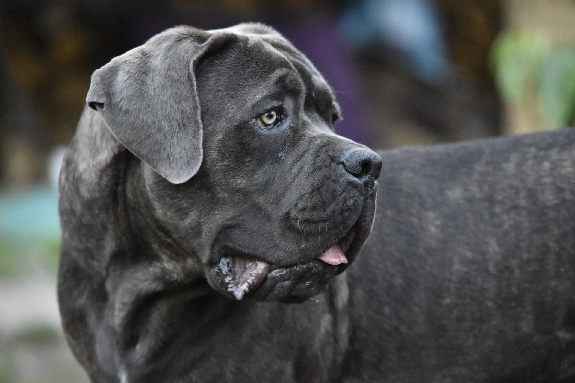You are currently viewing Socializing Your Cane Corso German Shepherd Mix, Step-by-Step