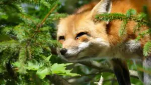 Read more about the article Can A Fox Climb A Tree? The Secret Life of Foxes in Trees