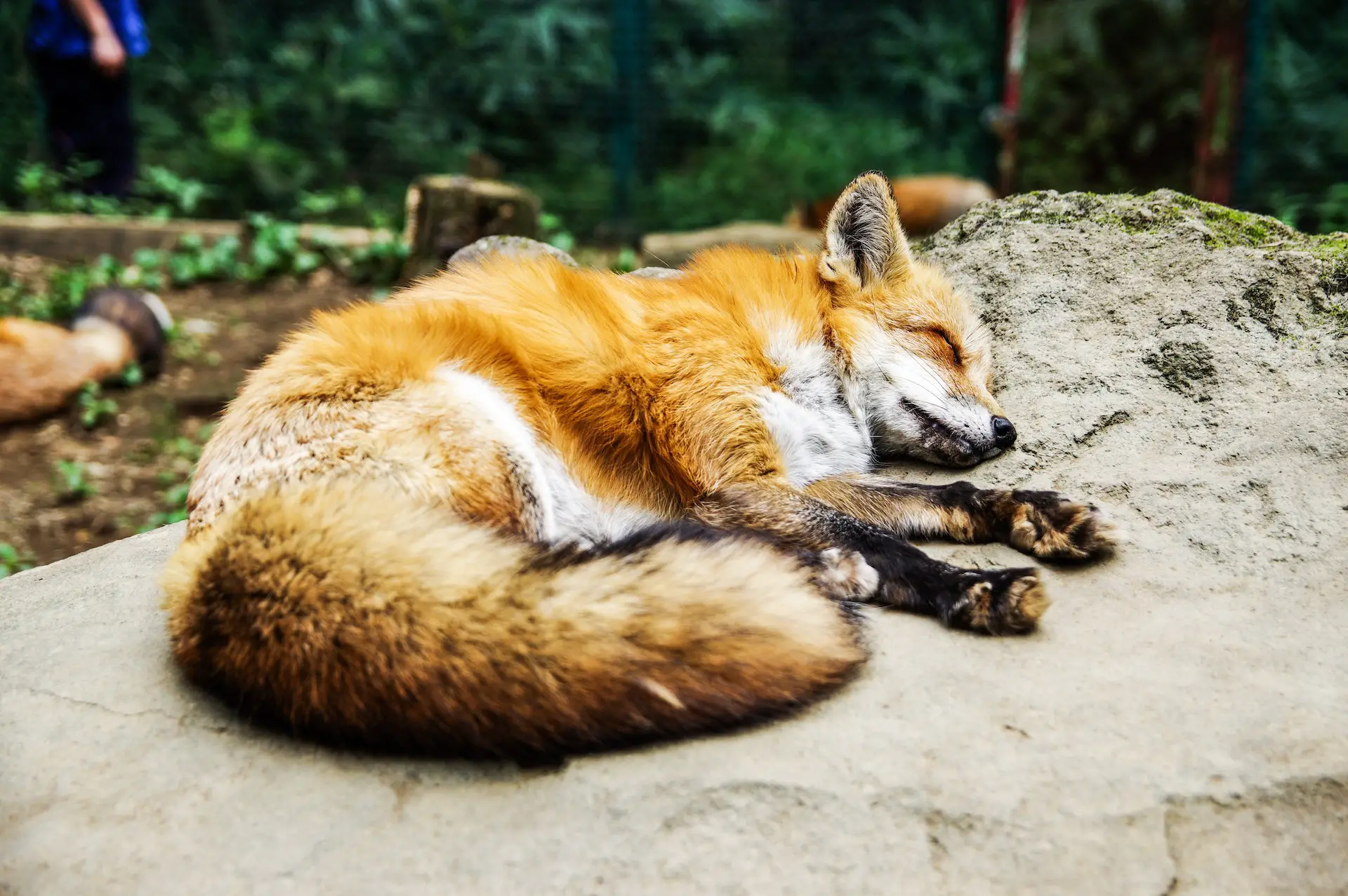 You are currently viewing Fox Claws: Anatomy, Adaptations, and Cultural Significance