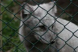 Read more about the article Florida Grey Fox: The Adaptable and Intelligent Fox of the South