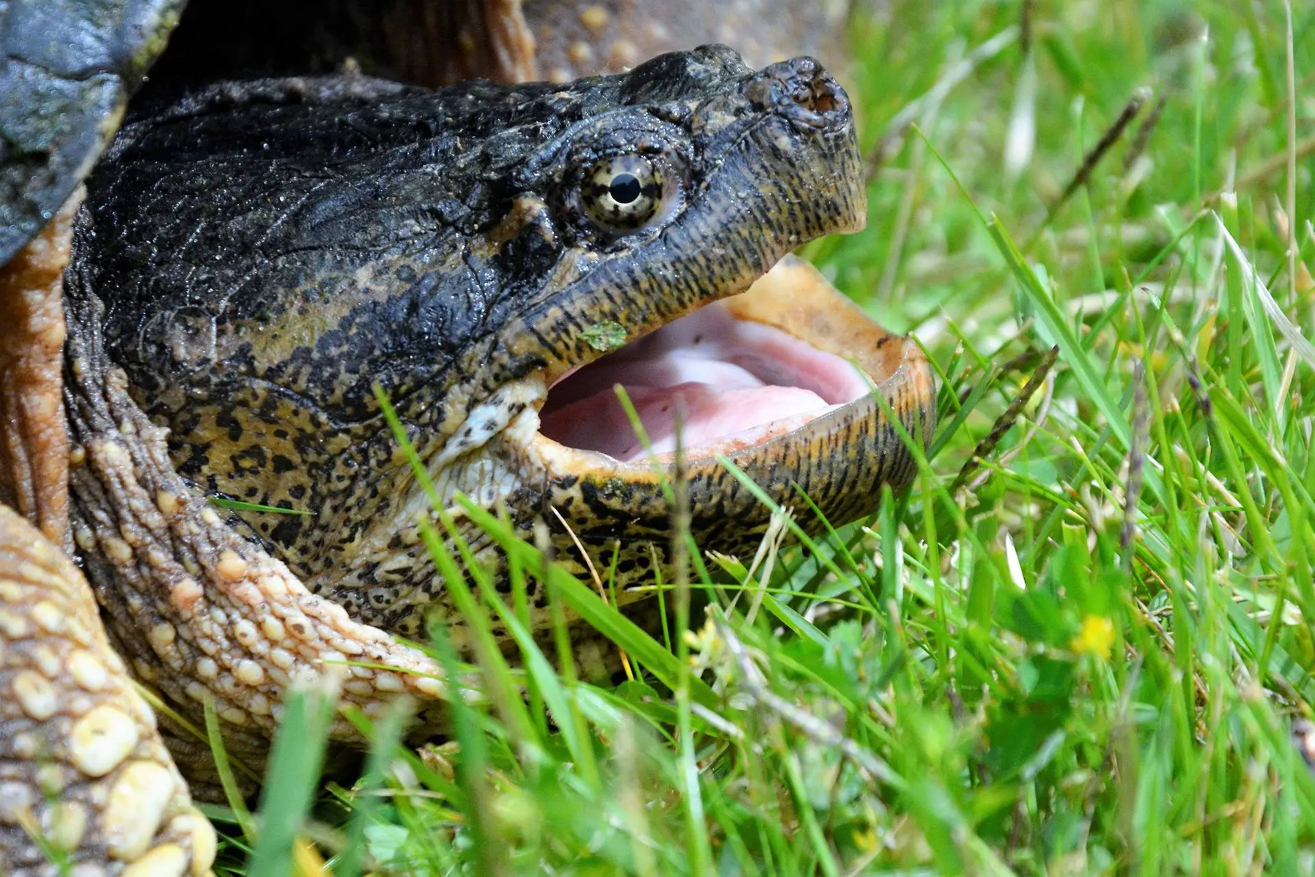 You are currently viewing Do Turtles Have Teeth? 14 Interesting Facts About Turtle’s Teeth