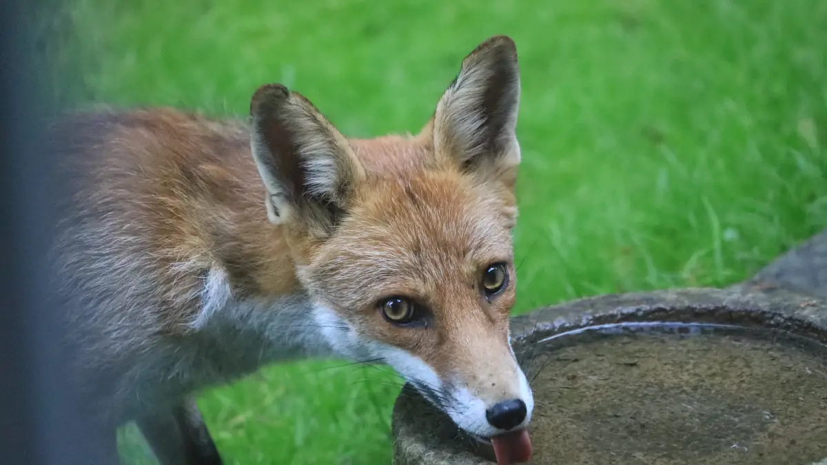 You are currently viewing What Do Foxes Drink: Understanding the Hydration Needs of Foxes