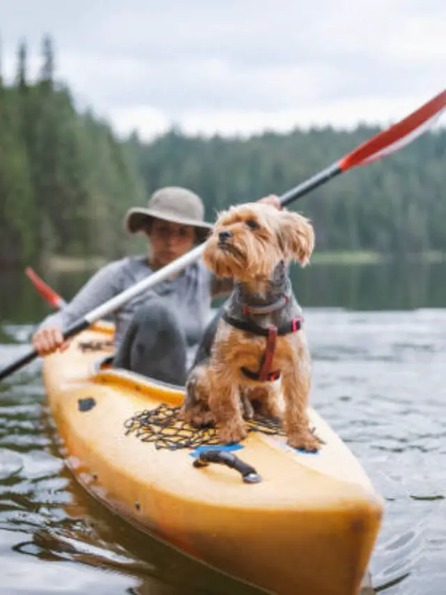 Read more about the article 7 Best Kayaks For Dogs