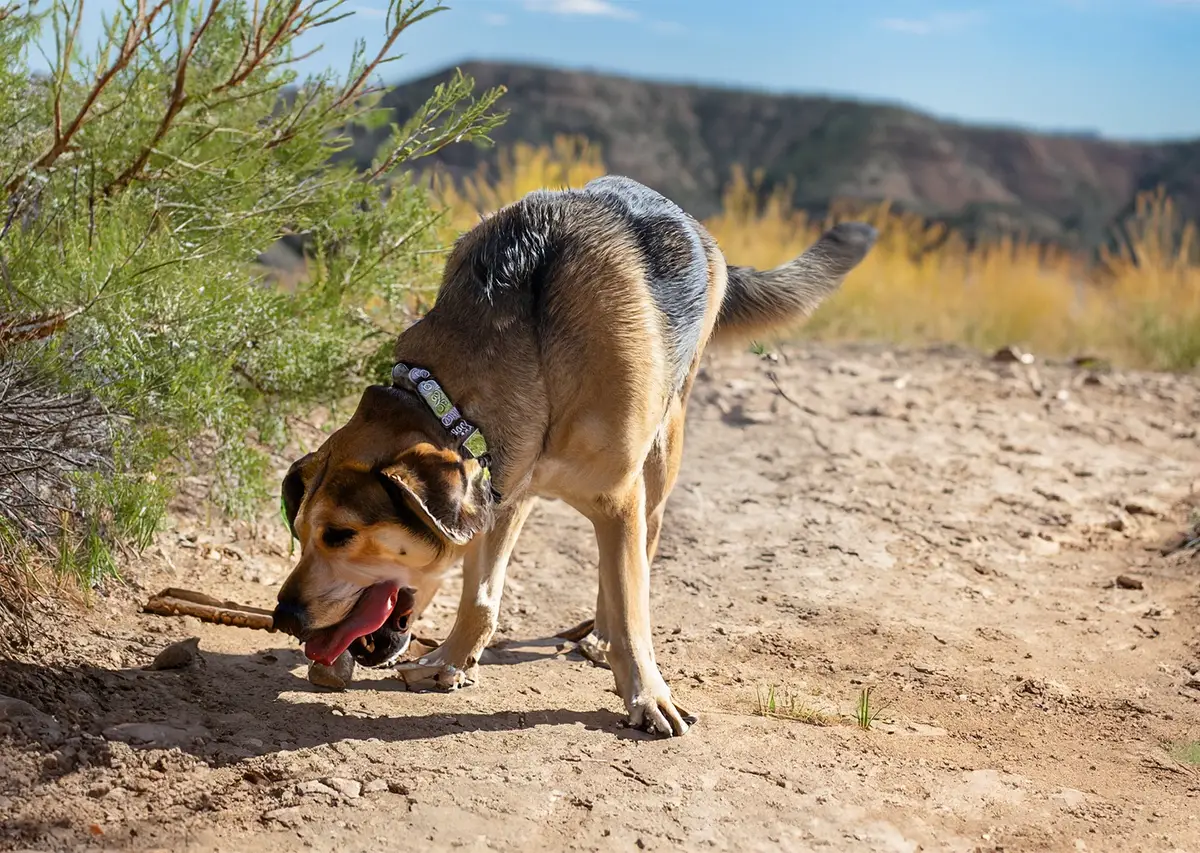 Read more about the article Dog Dies on Popular Utah Trail After Suffering Heatstroke