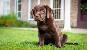 Read more about the article Chocolate Labrador Puppies:  The Sweetest Little Bundles of Joy